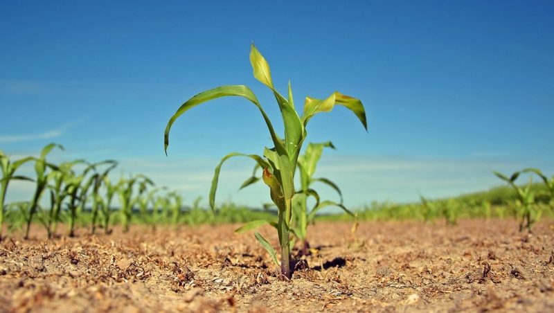 plantas transgenicas