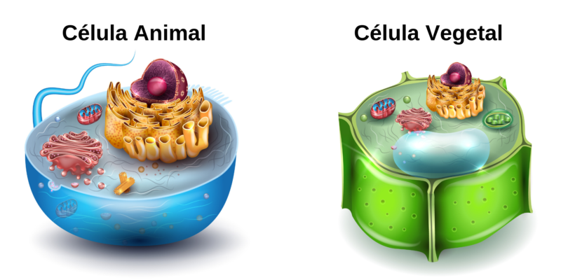 célula eucariota - animal - vegetal