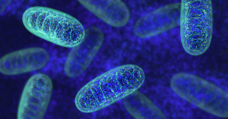 mitocôndria - célula