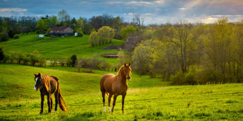 Campo - cavalo - cidade