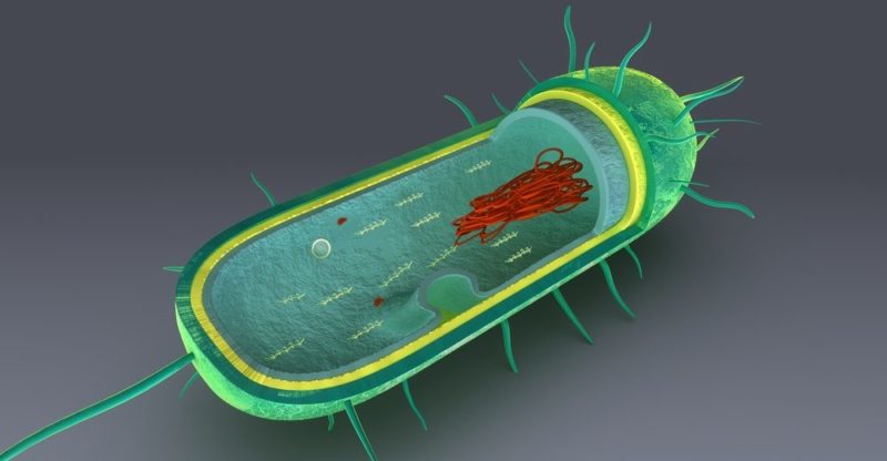 célula procariota