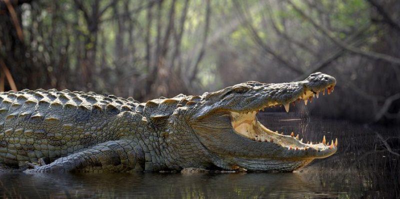 habitat do crocodilo