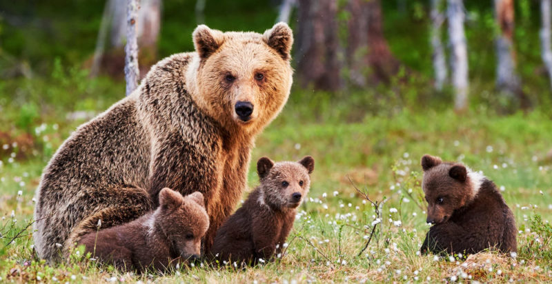 mamíferos - urso