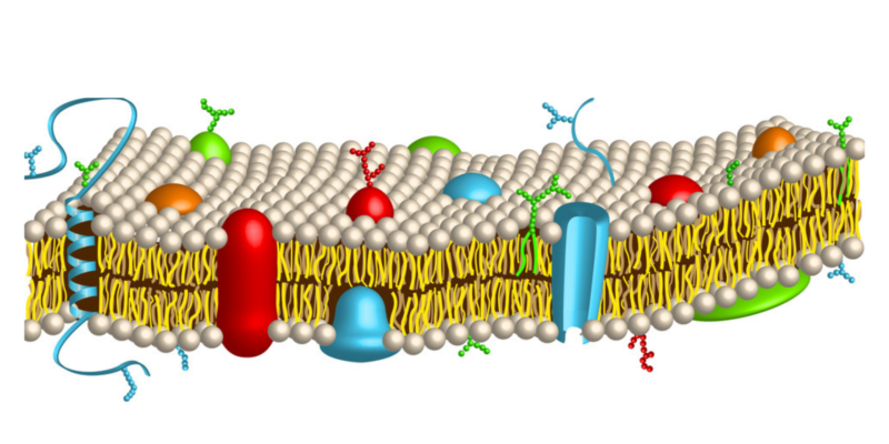 membrana celular