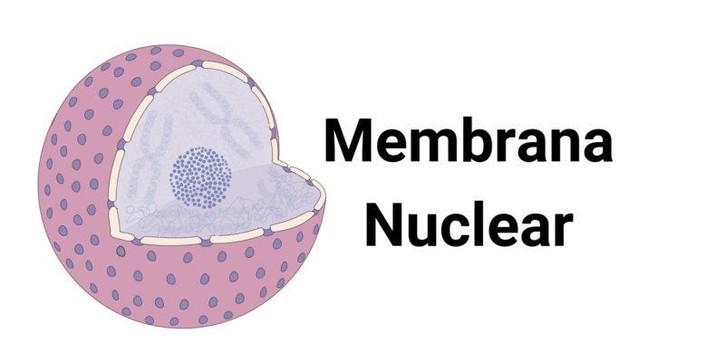 Membrana nuclear