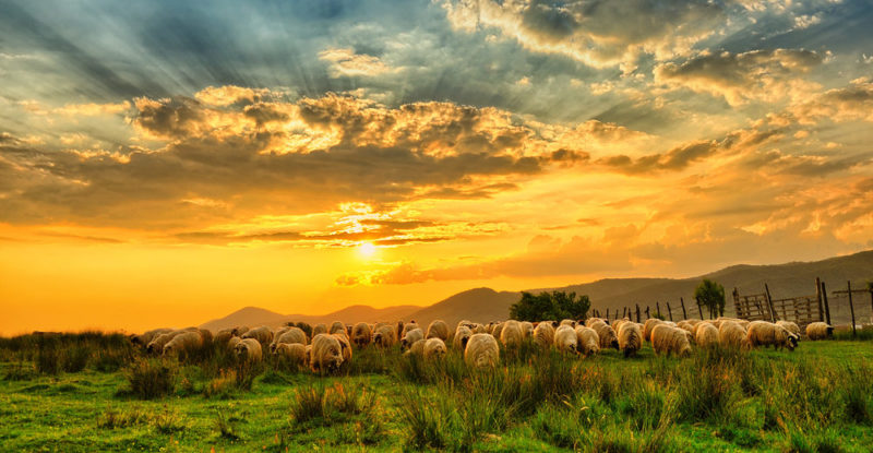 população rural - campo