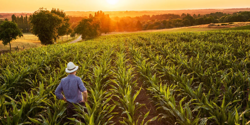 Campo - agricultor - agricultura