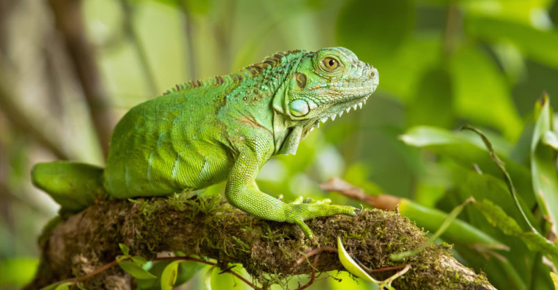 iguana