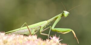 mantis-religiosa